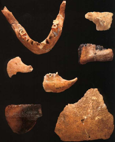 Klasies River Mouth en los confines de África Reflexiones de un primate